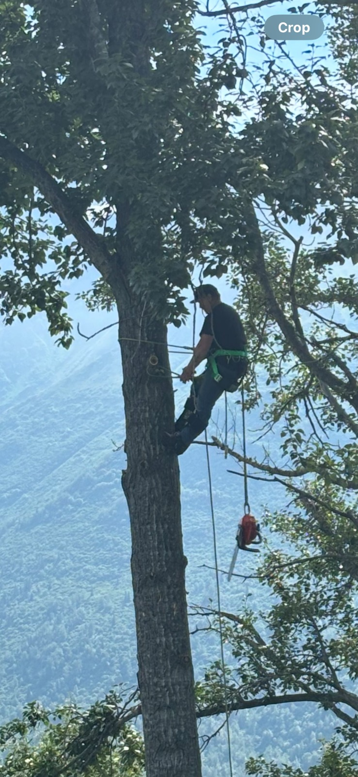 Tree professional working high in an Alaska tree